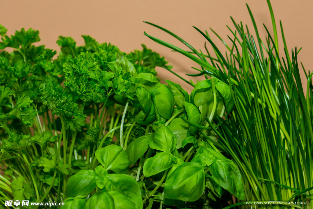 罗勒绿叶图片