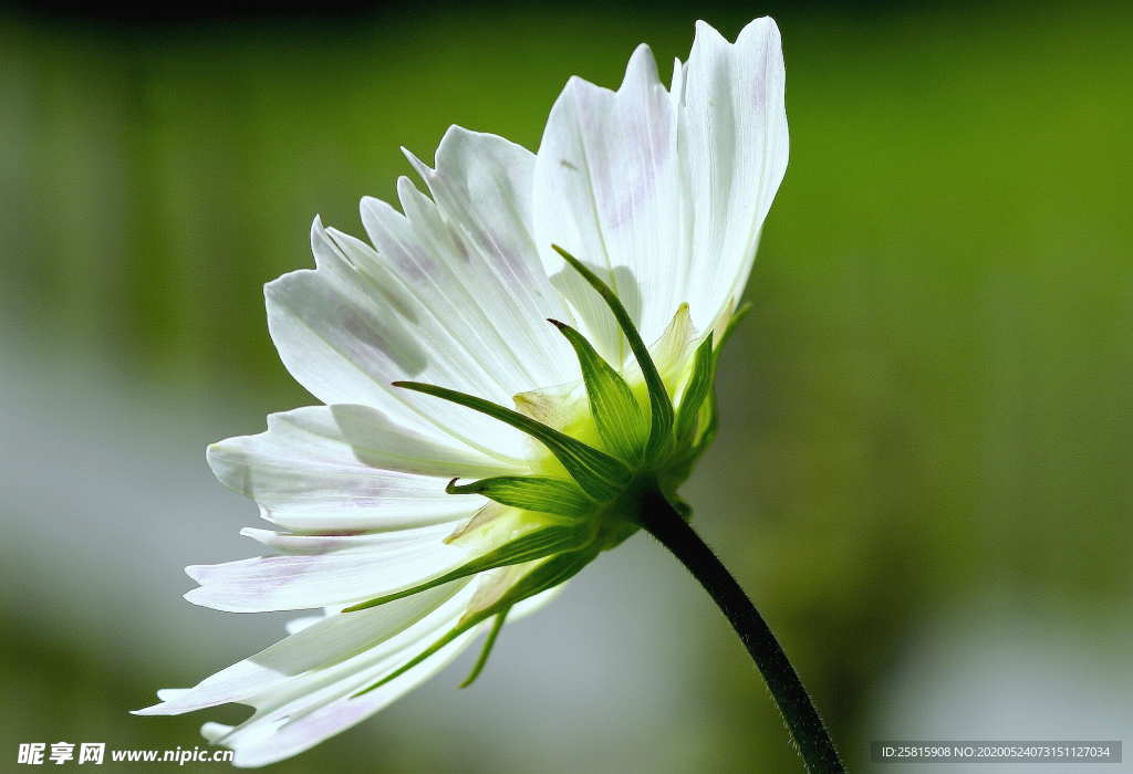 波斯菊唯美图片