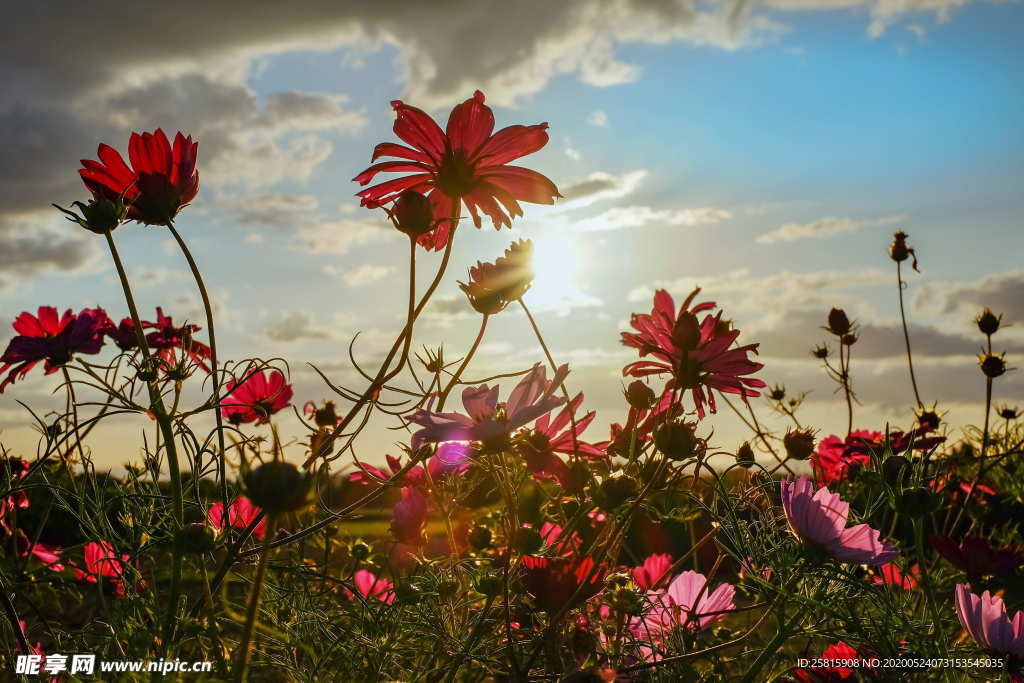 波斯菊唯美图片
