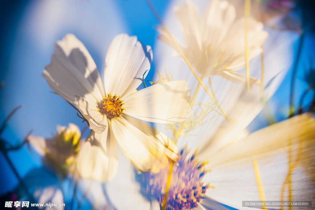 波斯菊唯美图片