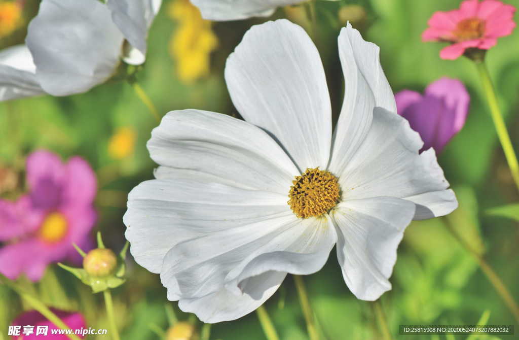 波斯菊唯美图片