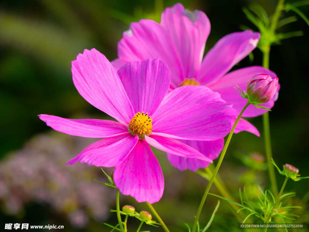 波斯菊唯美图片