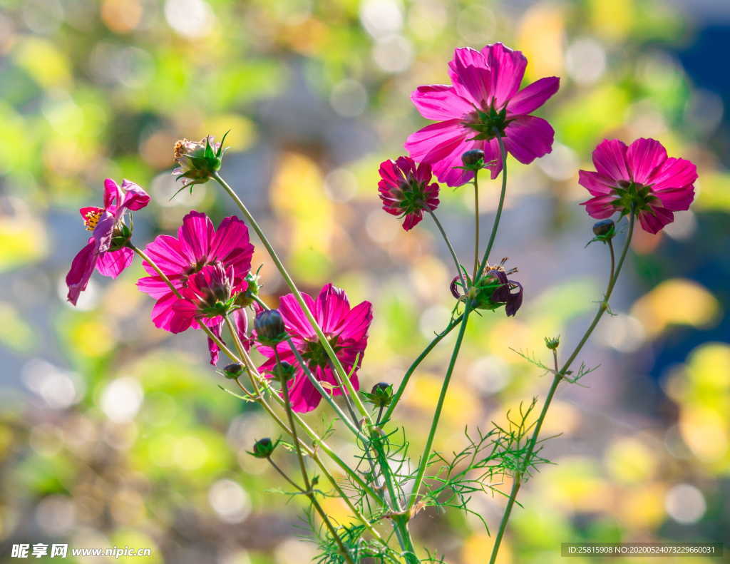 波斯菊唯美图片