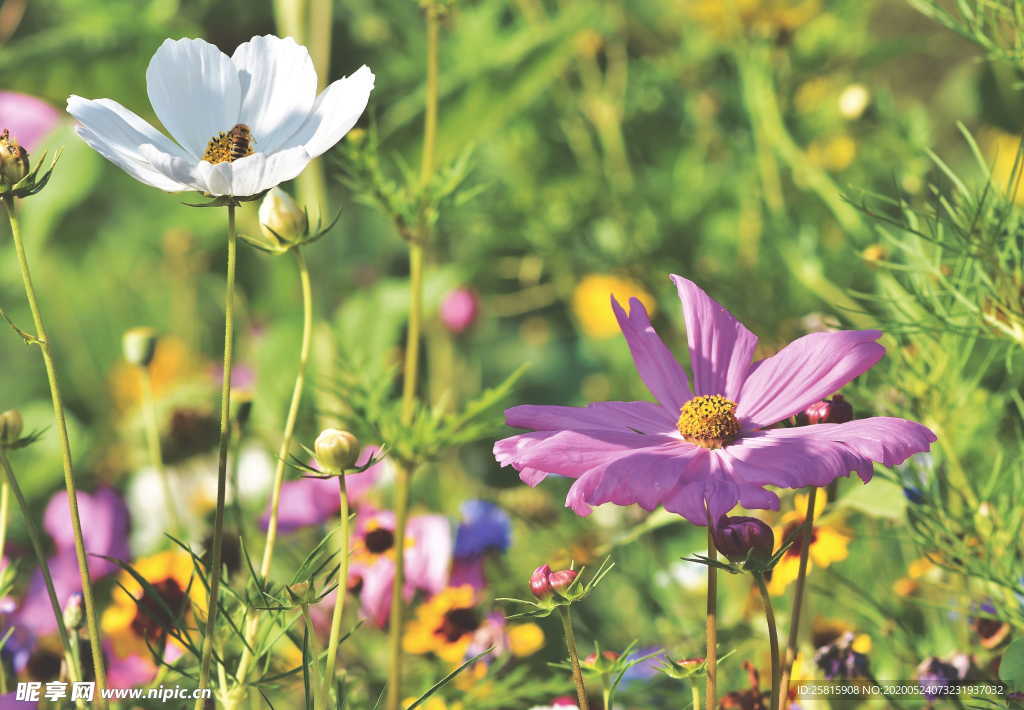 波斯菊唯美图片