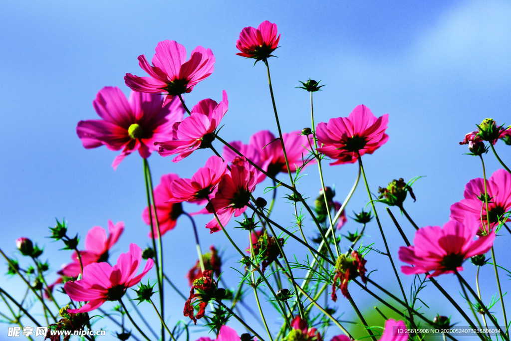 波斯菊唯美图片