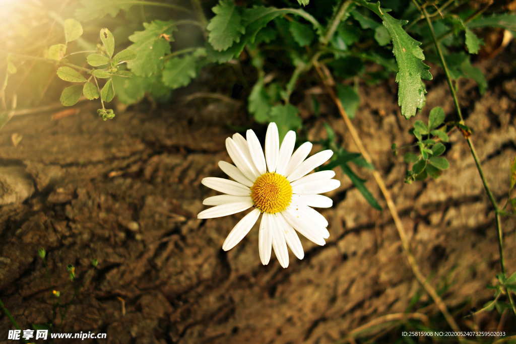 雏菊清新淡雅图片