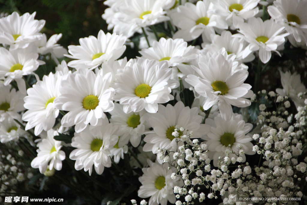 雏菊清新淡雅图片