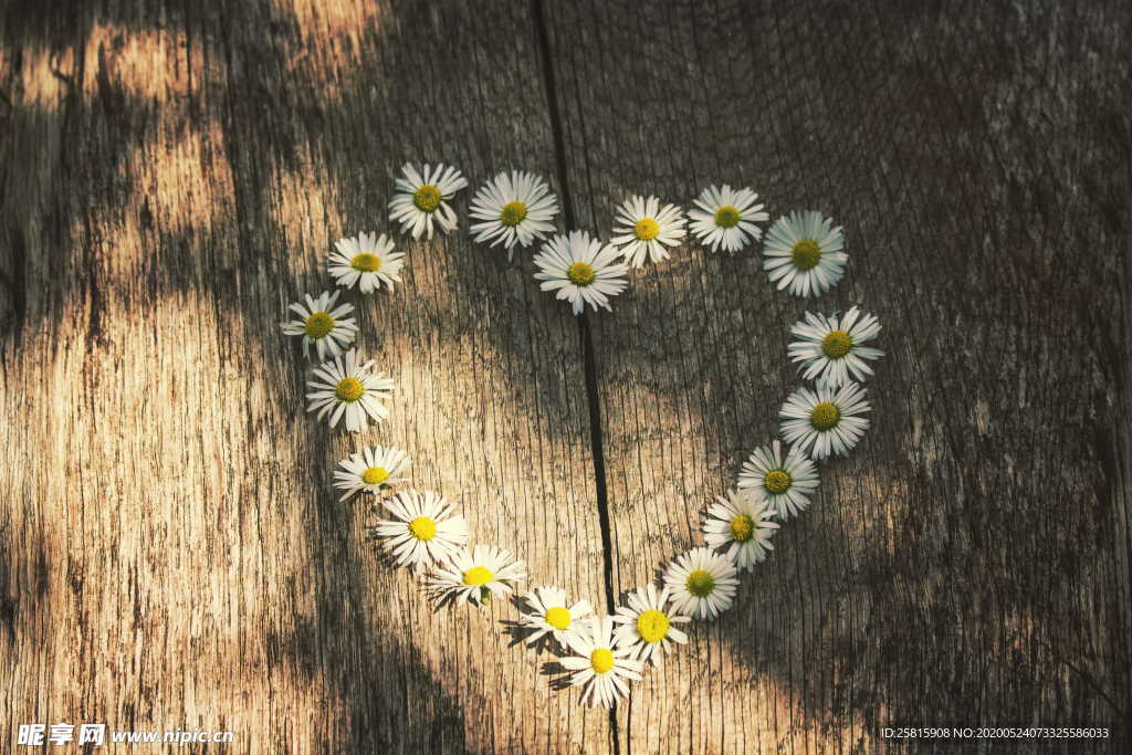 雏菊清新淡雅图片