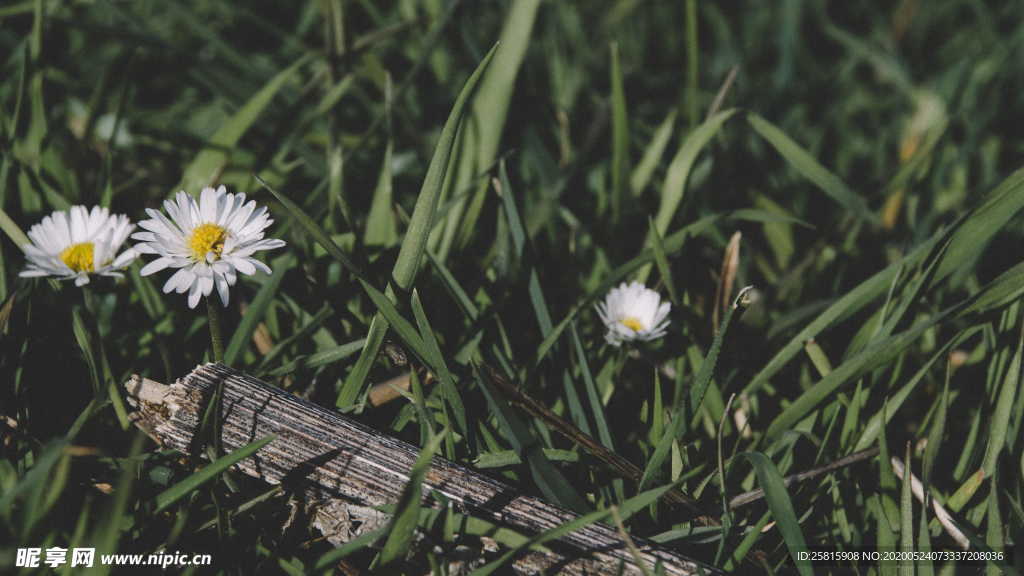 雏菊清新淡雅图片
