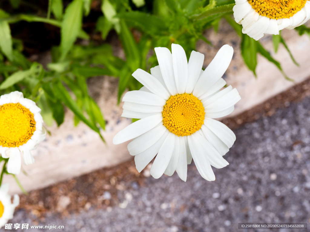 雏菊清新淡雅图片