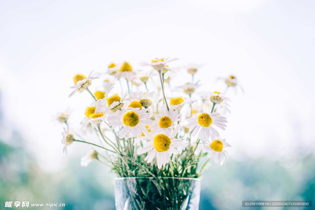 雏菊清新淡雅图片