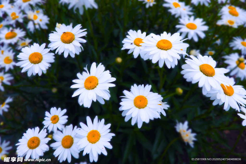 雏菊清新淡雅图片