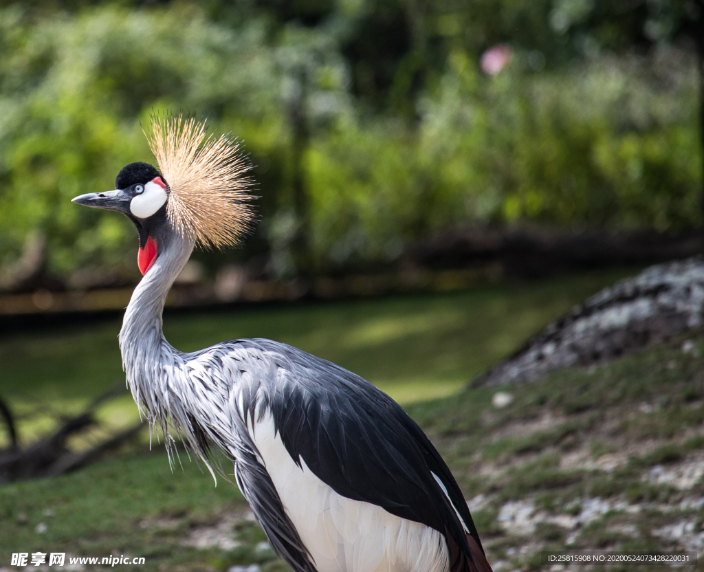 丹顶鹤空山鸟语图片