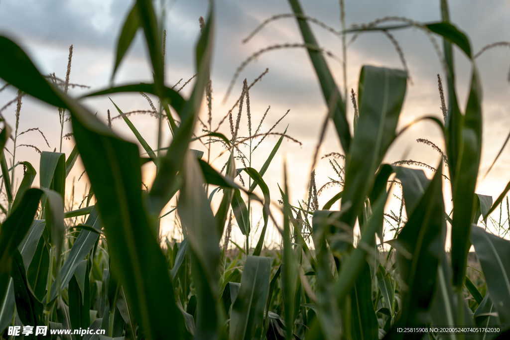 玉米地田园图片