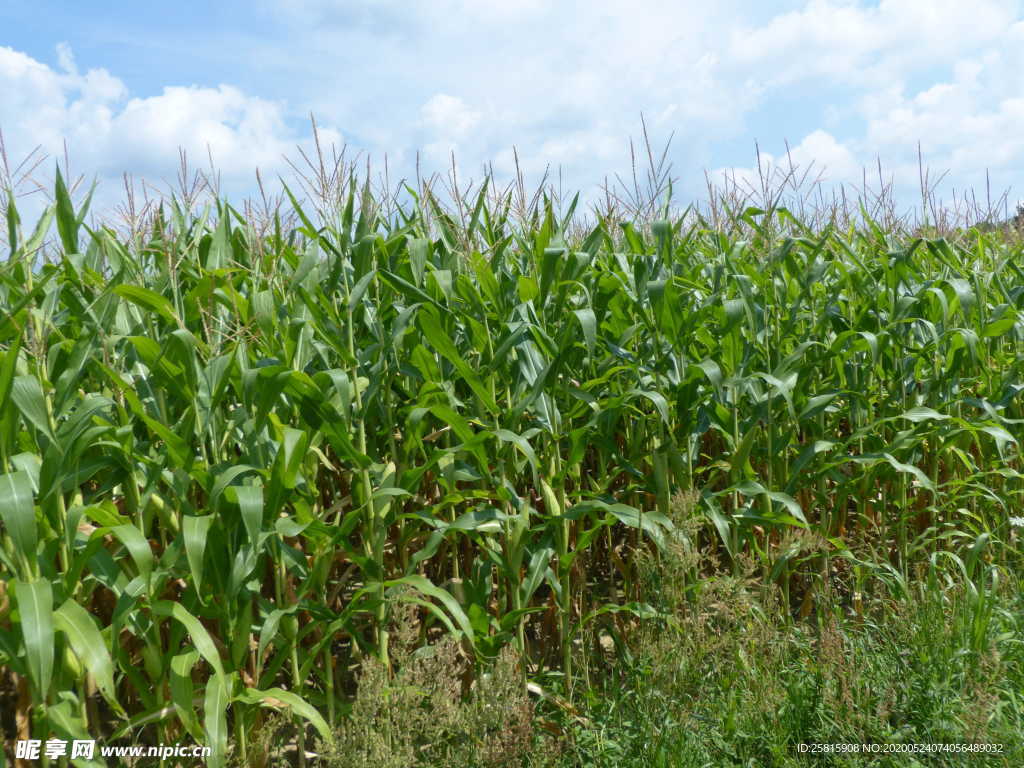 玉米地田园图片
