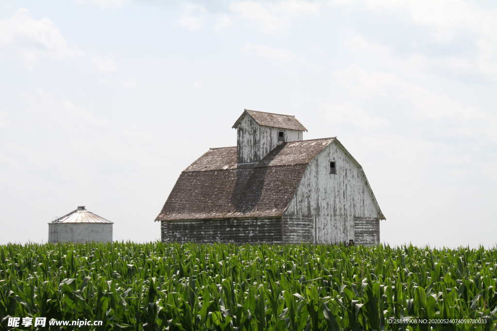 玉米地田园图片