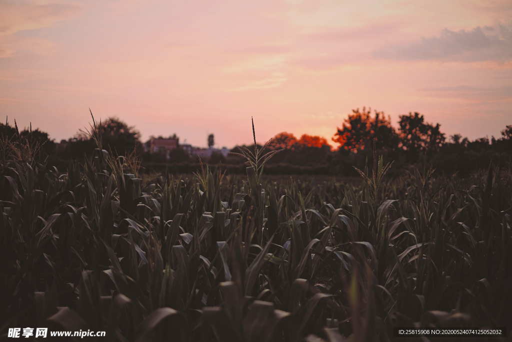 玉米地田园图片