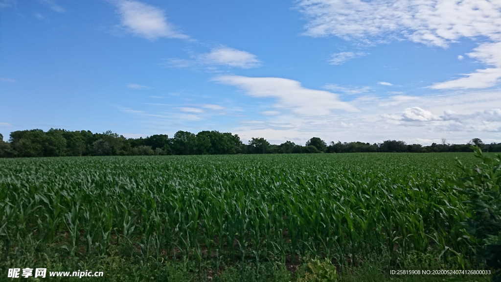 玉米地田园图片