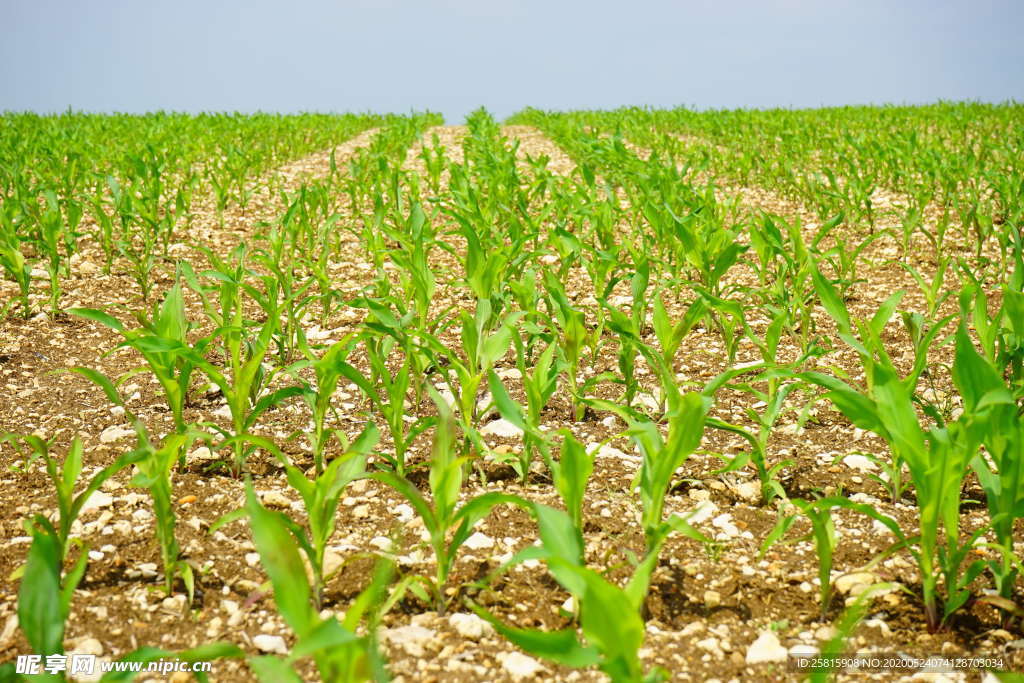 玉米地田园图片