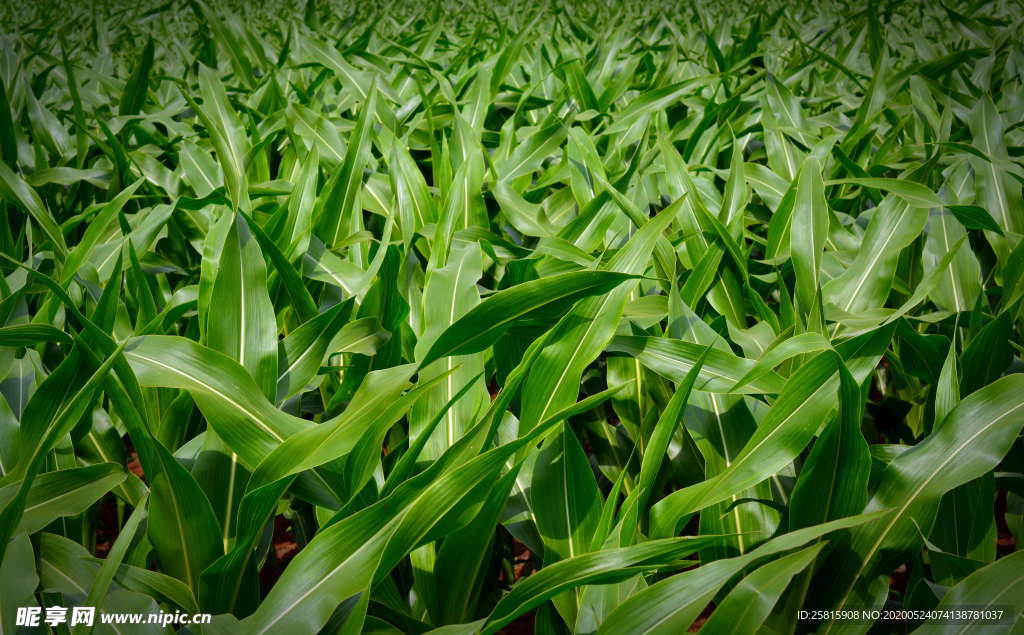 玉米地田园图片