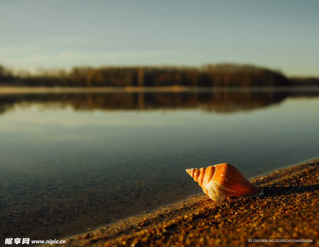 贝壳海螺图片