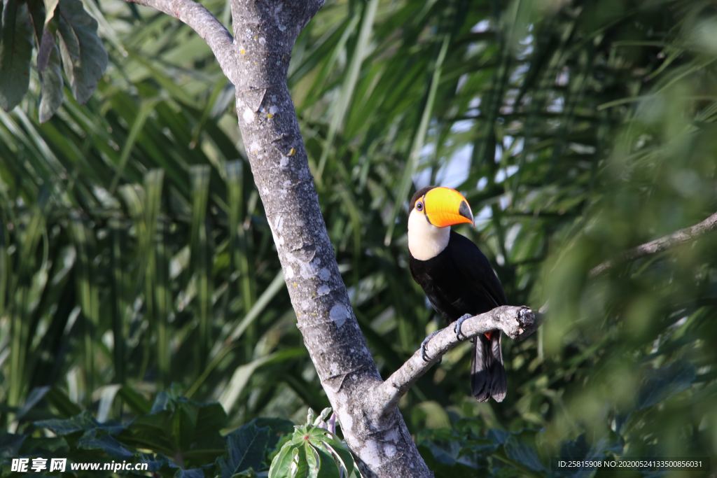 巨嘴鸟空山鸟语图片