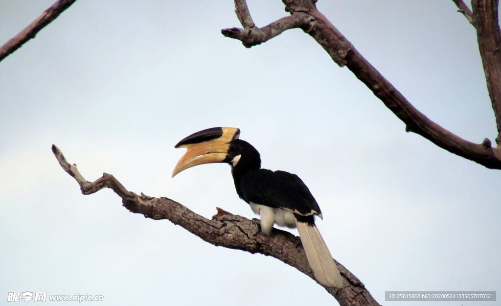 巨嘴鸟空山鸟语图片
