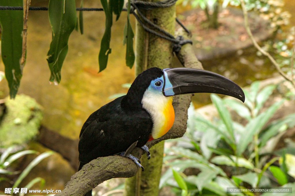 巨嘴鸟空山鸟语图片
