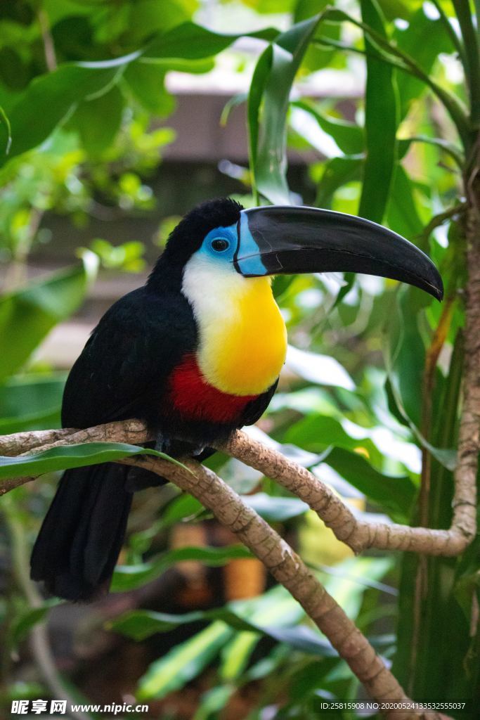 巨嘴鸟空山鸟语图片