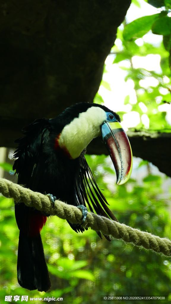 巨嘴鸟空山鸟语图片