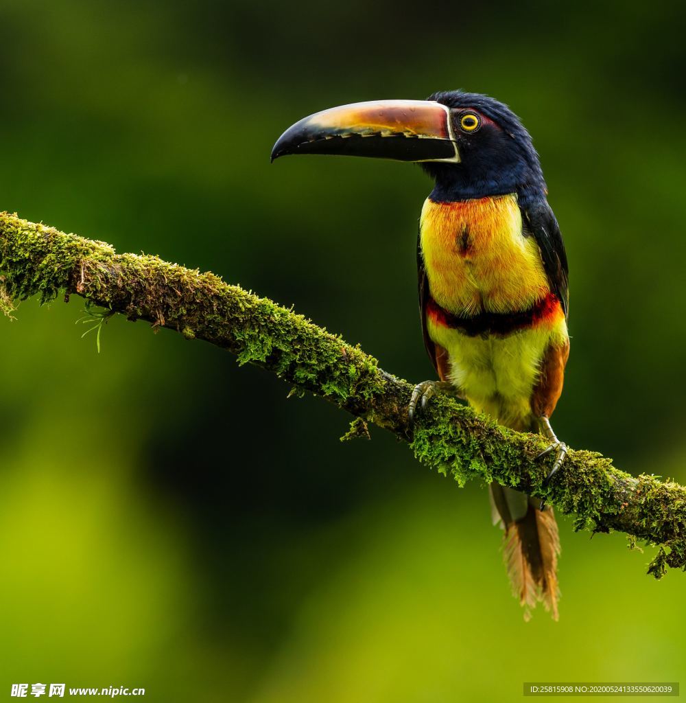 巨嘴鸟空山鸟语图片