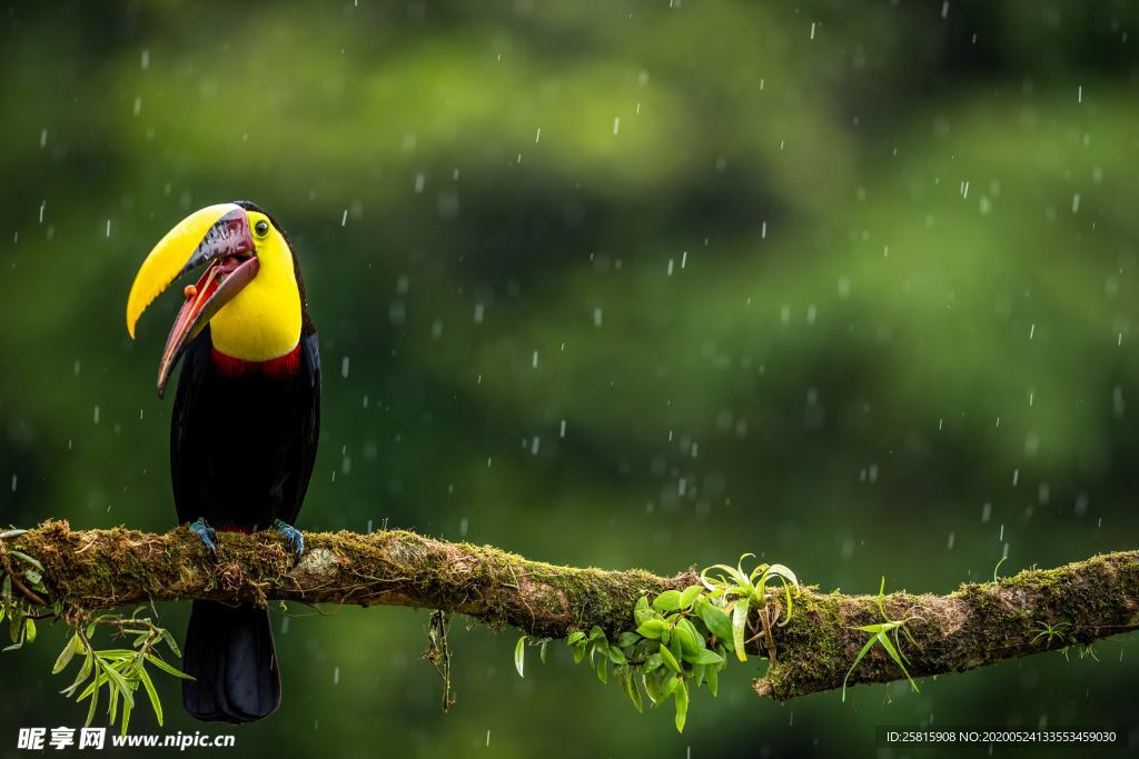 巨嘴鸟空山鸟语图片