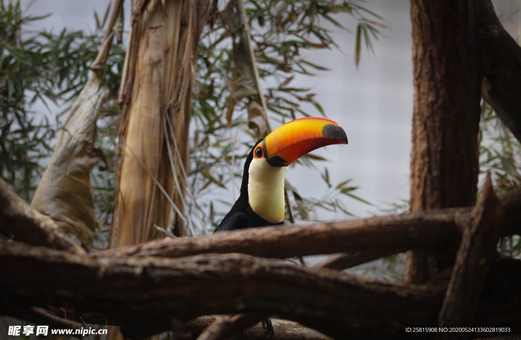 巨嘴鸟空山鸟语图片