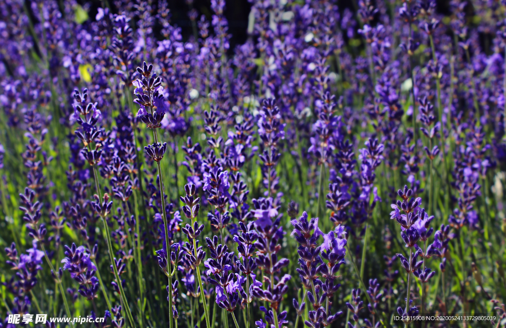 薰衣草田园图片