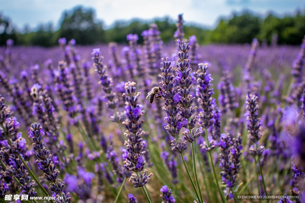 薰衣草田园图片