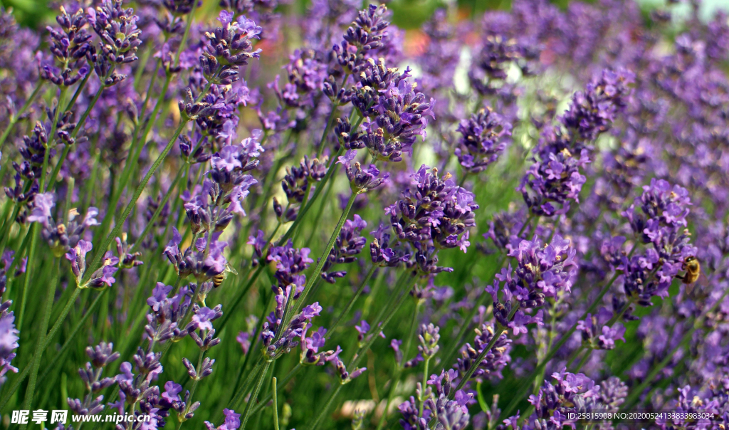 薰衣草田园图片