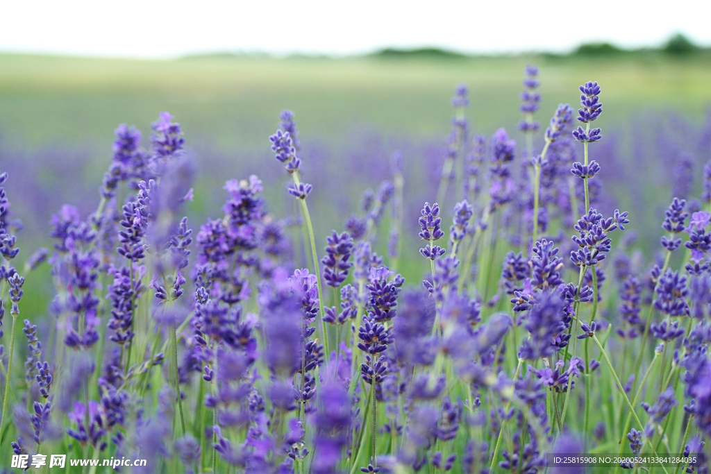 薰衣草田园图片
