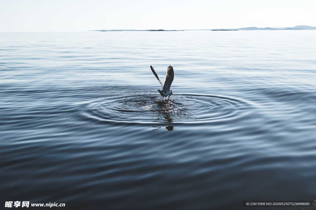 鹈鹕空山鸟语图片