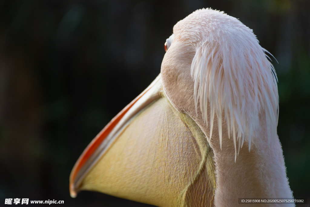 鹈鹕空山鸟语图片