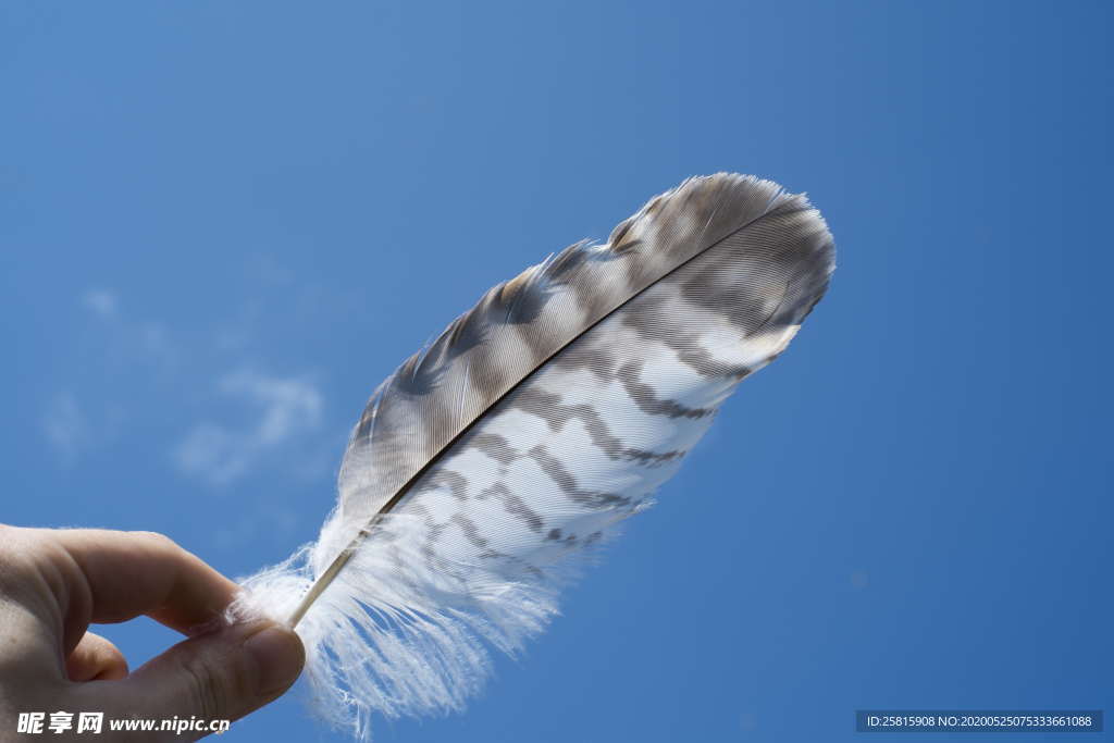 羽毛羽翼图片