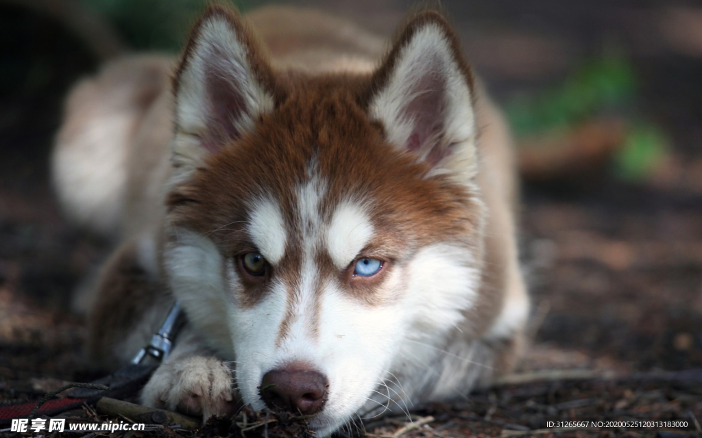 宠物动物合集威武哈士奇
