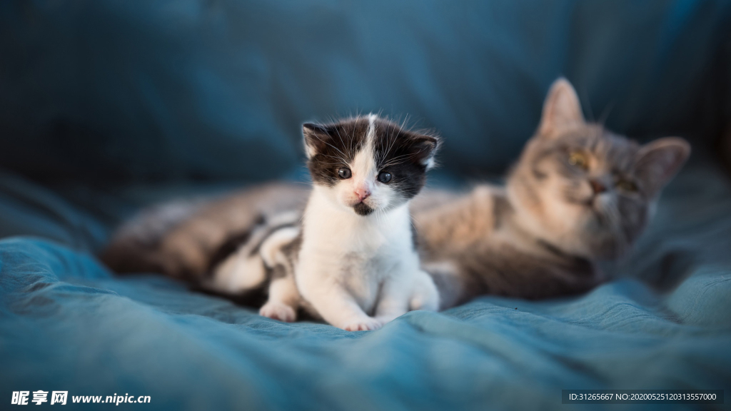 宠物动物合集小奶猫壁纸