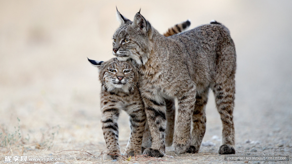 宠物动物合集豹猫