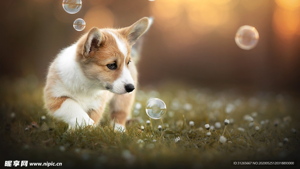 宠物动物合集狗狗治愈照片