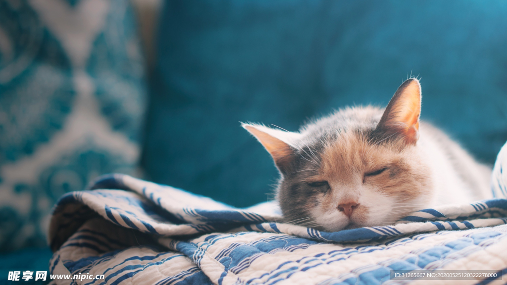 宠物动物合集猫咪睡觉