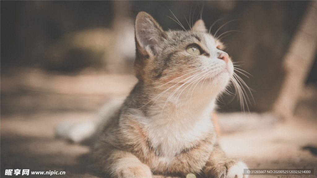 宠物动物合集猫咪可爱照片