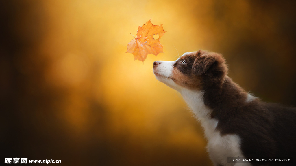 宠物动物合集治愈宠物壁纸