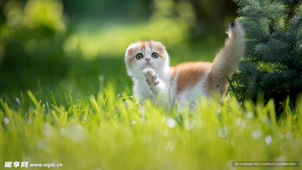 宠物动物合集草地的猫咪