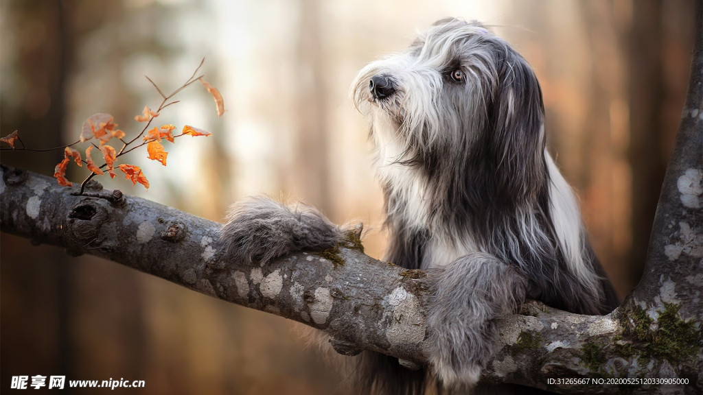 宠物动物合集阿富汗犬