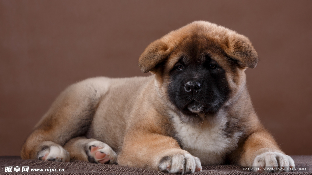 宠物动物合集哭脸狗狗